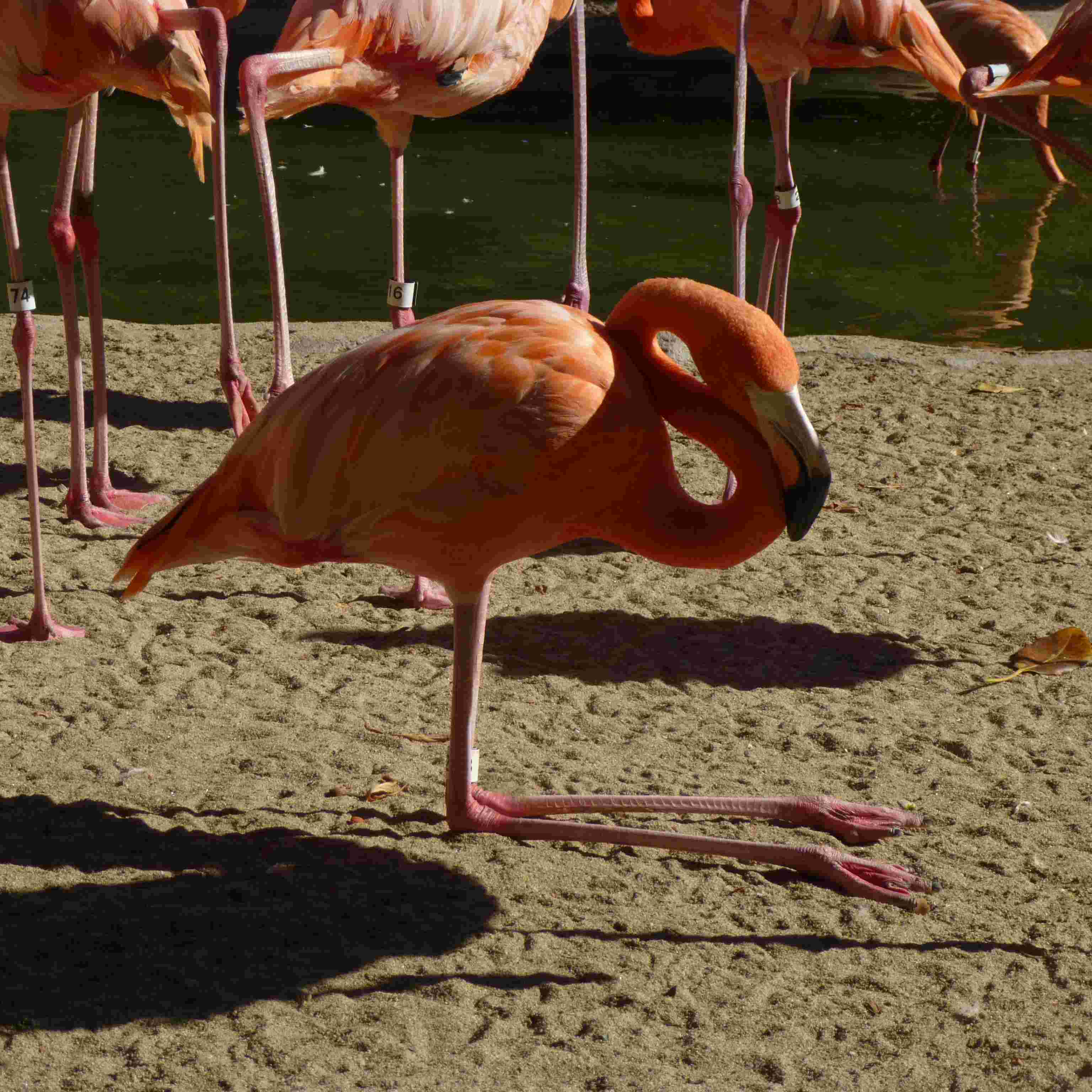 flamingo sitting down silly