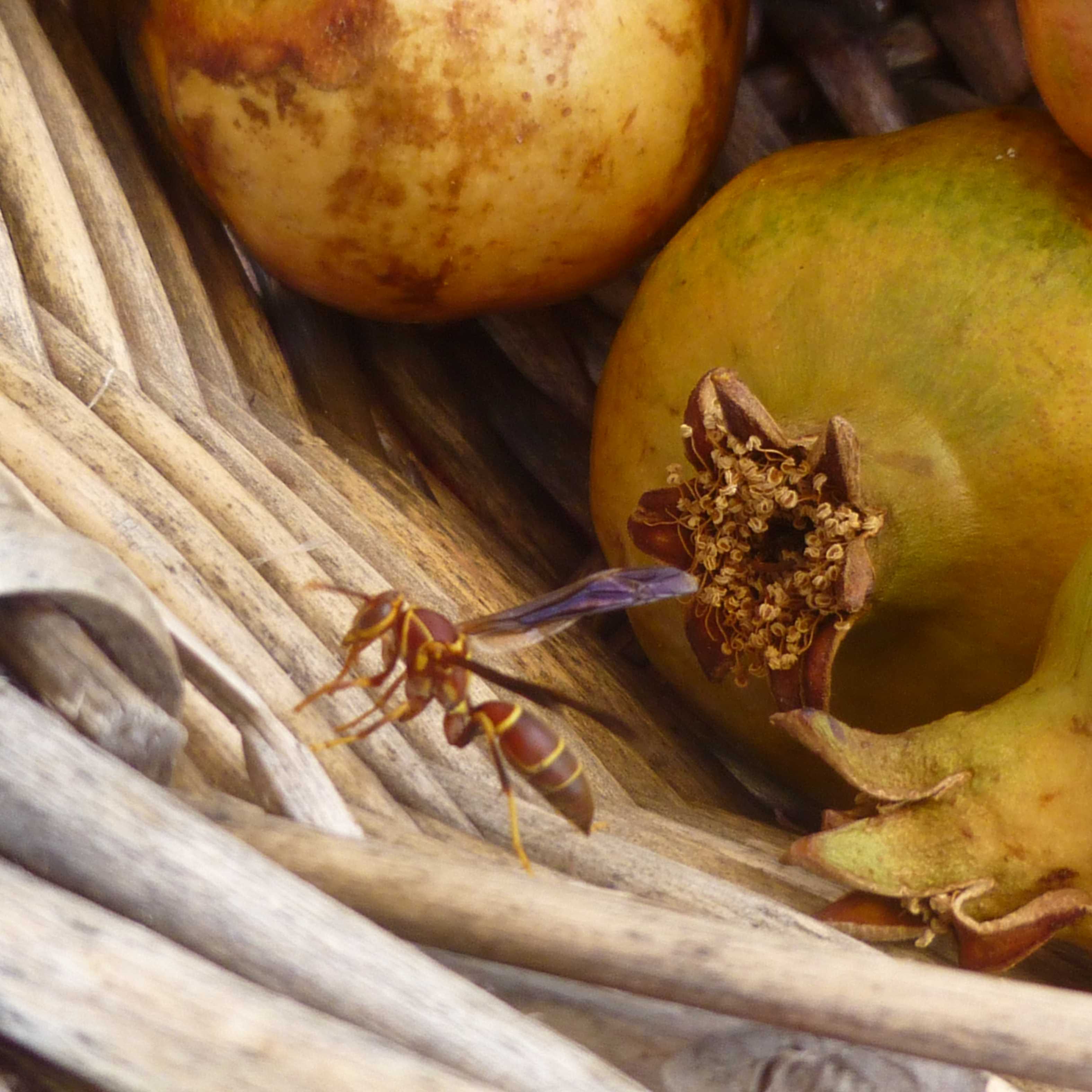 wasp next to pomegranates