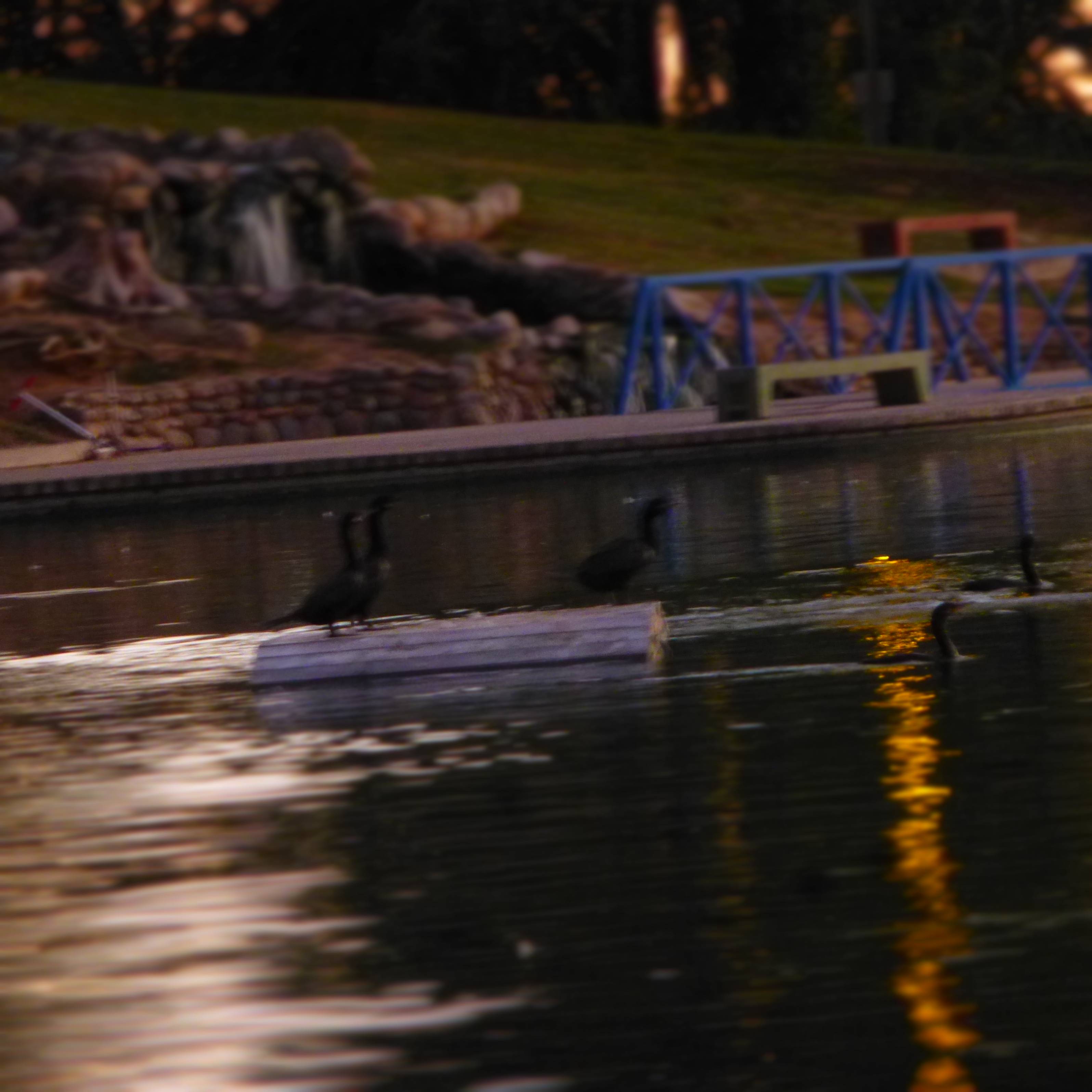 nighttime park pond with ducks and turtles