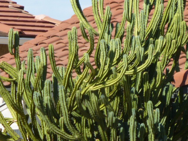 a neighbor's awesome cactus